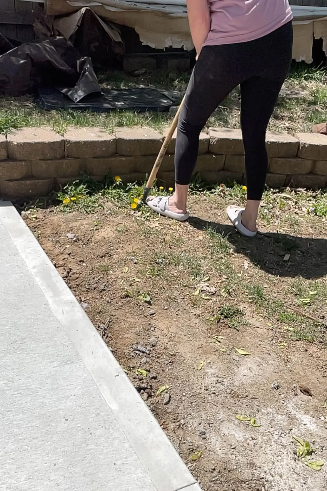 How to use Grampa's Weeder to remove dandelions.